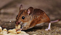 24 Hour & Emergency Exterminators in N Bethesda, MD